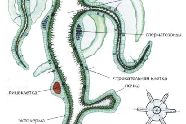 Ссылка кракен не работает